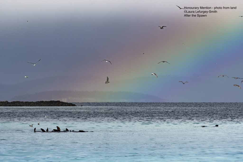 *Honourary Mention Laura Lefurgey Smith photo from land DSC 4434 Edit 3