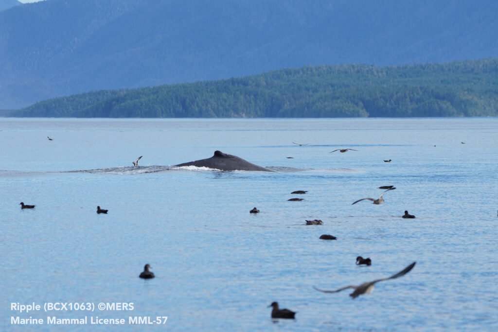 HW 2025 09 11 MERS Bold 04203